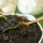 Vegan Dinuguan, Updated and improved recipe (with video)