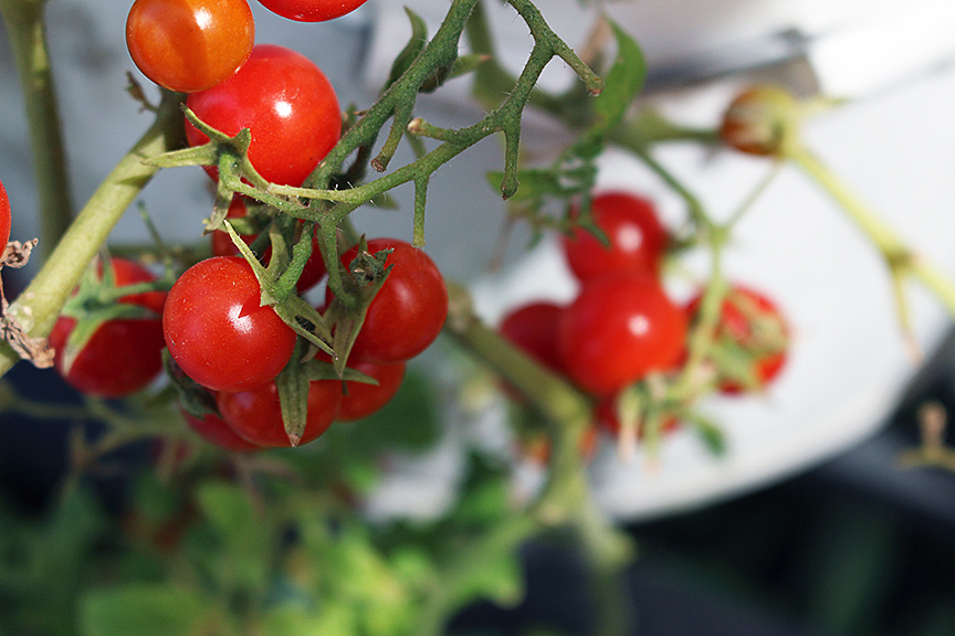 growing cherry tomatoes