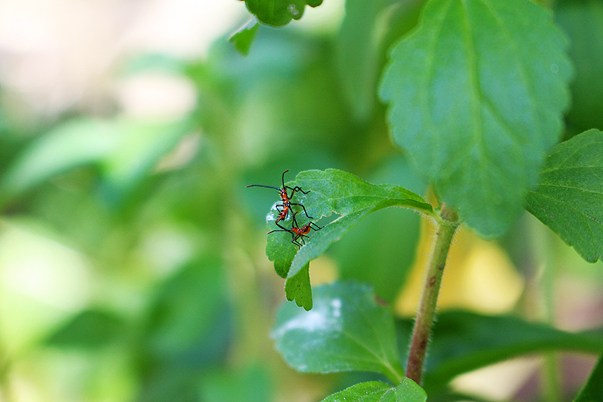 growing food with helpful bugs