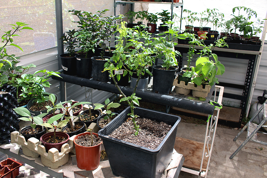 growing in the greenhouse