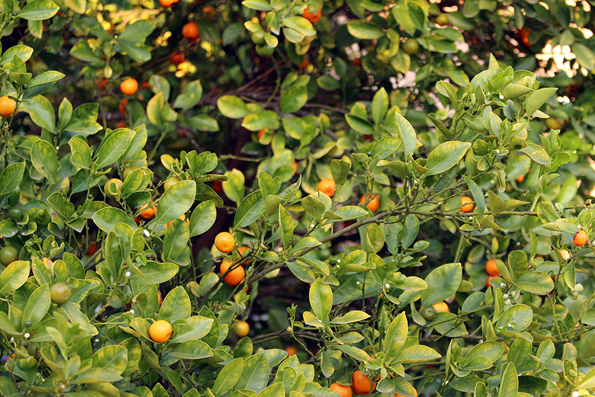 growing kalamansi ripe