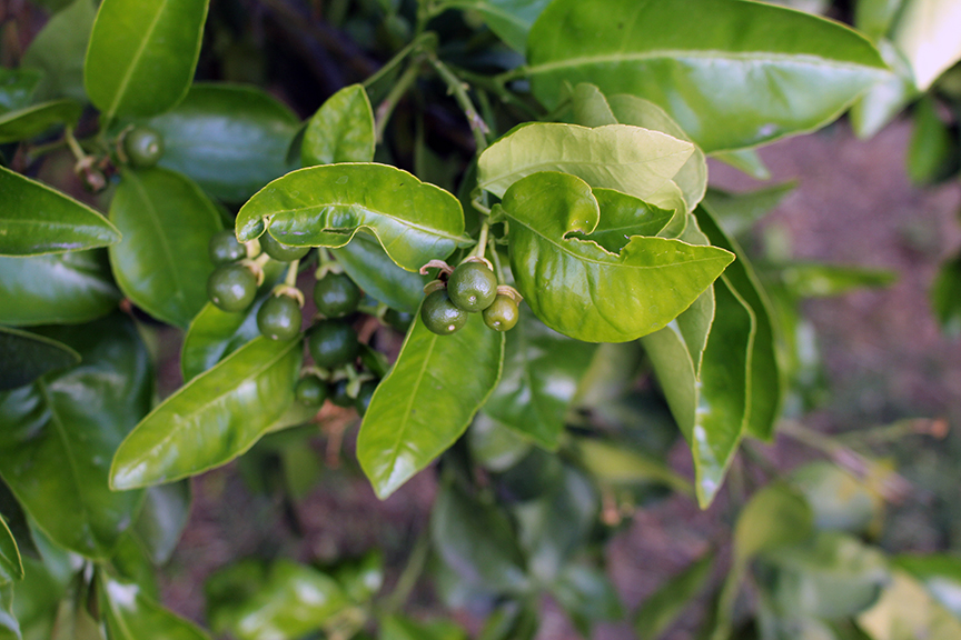 growing kalamansi