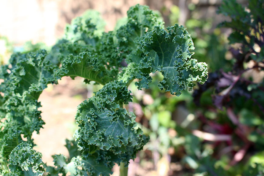 growing kale med shot