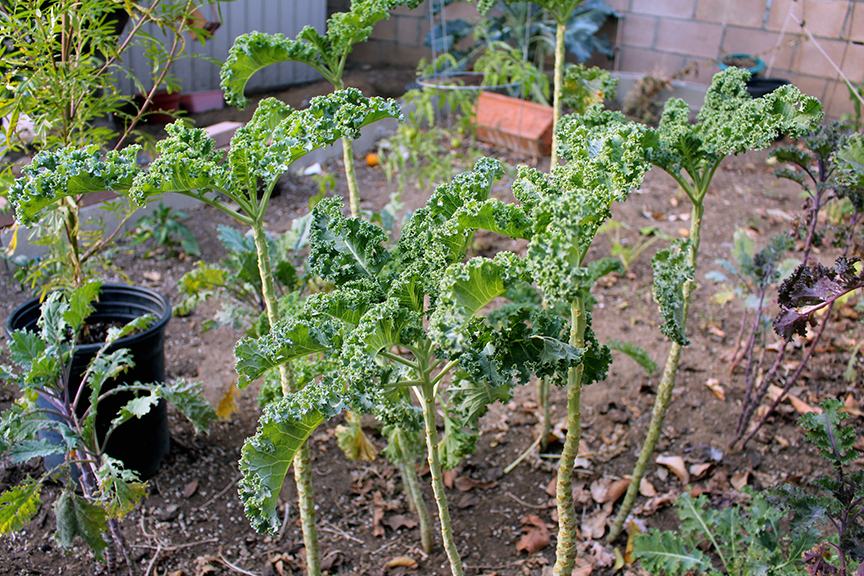 growing kale plants