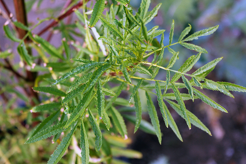 growing persian mint