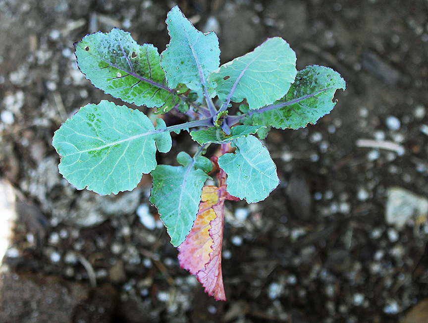 growing purple kale