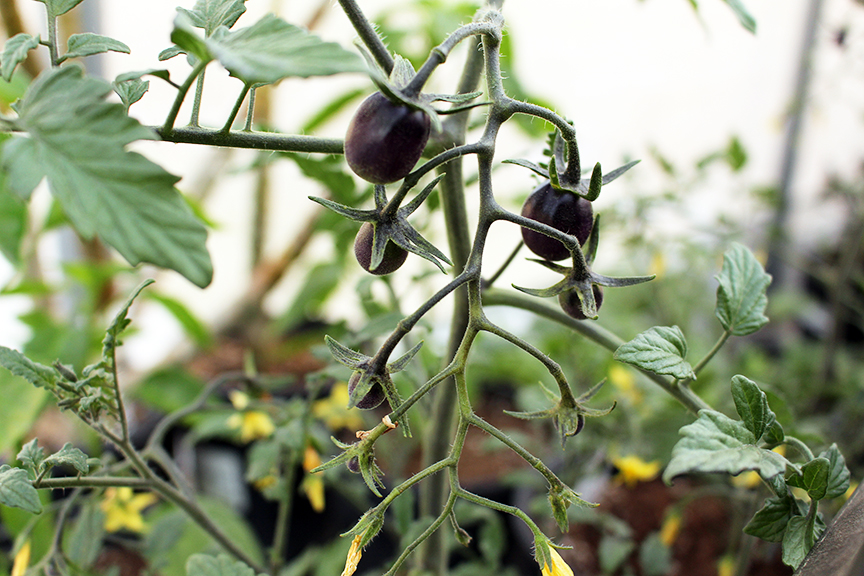 growing purple tomatoes