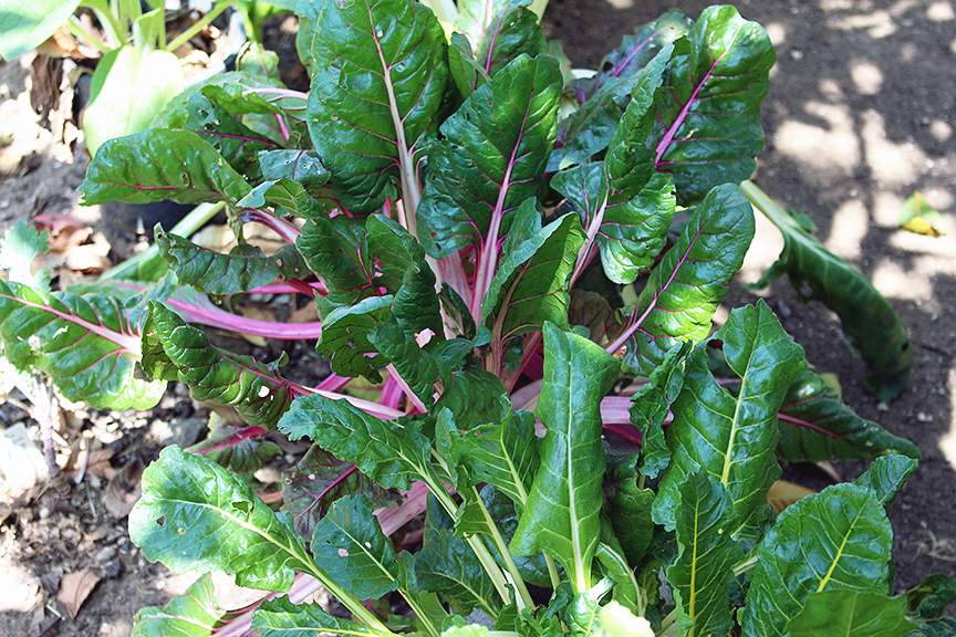 growing rainbow chard