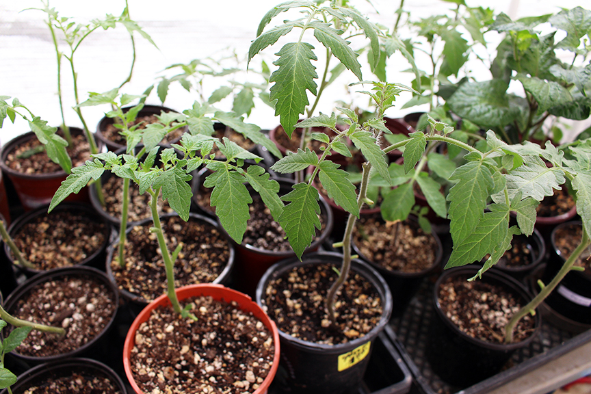 growing tomatoes