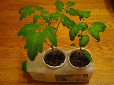 plants in water jug