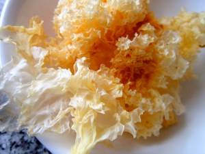 snowfungus